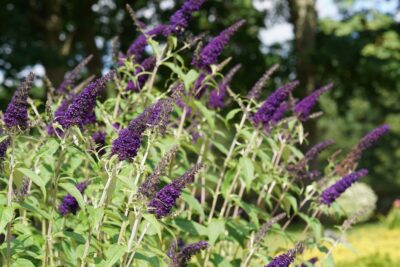 Purple buddleia flowers in bloom with green leaves, set against a blurred background of trees and sunlight.