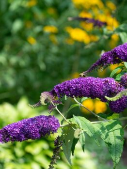 Several stems of purple buddleia flowers bloom with green leaves, set against a blurred background of yellow and green foliage.