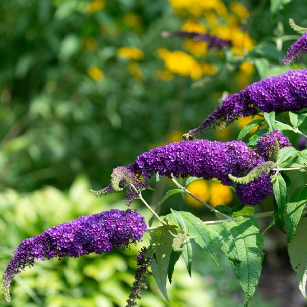 Several stems of purple buddleia flowers bloom with green leaves, set against a blurred background of yellow and green foliage.