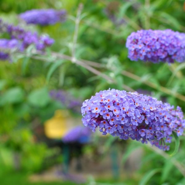 Close-up of purple butterfly bush flowers with green foliage and blurred background.