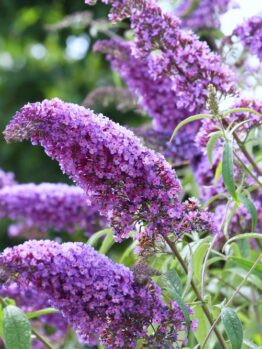 Clusters of purple buddleia flowers in bloom, surrounded by green leaves and blurred foliage in the background.