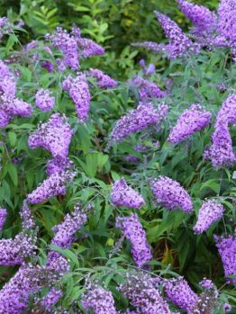 Bush with numerous clusters of small, purple flowers and green leaves, growing outdoors in a garden setting.