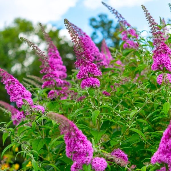Clusters of vibrant purple flowers grow on green leafy stems outdoors, with trees and a partly cloudy sky in the background.