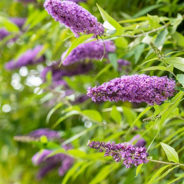 Close-up of several blooming purple buddleia flowers with green leaves, set against a blurred background of foliage.
