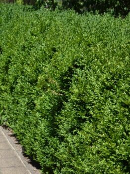 A Buxus 'British Box' 10" Pot hedge lines a paved walkway, its neatly trimmed green foliage shining in the sunlight.