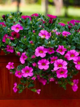 A Calibrachoa 'Hot Pink' 6" Pot blooms in a rectangular brown planter outdoors, with green grass and trees in the background.