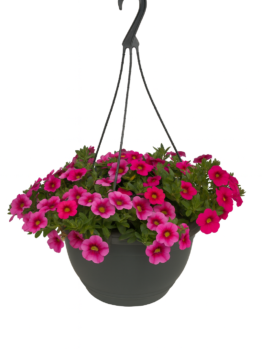 A 10" Calibrachoa 'Mix Juliet' hanging basket overflowing with blooming pink petunias and vibrant Calibrachoa, isolated on a white background.