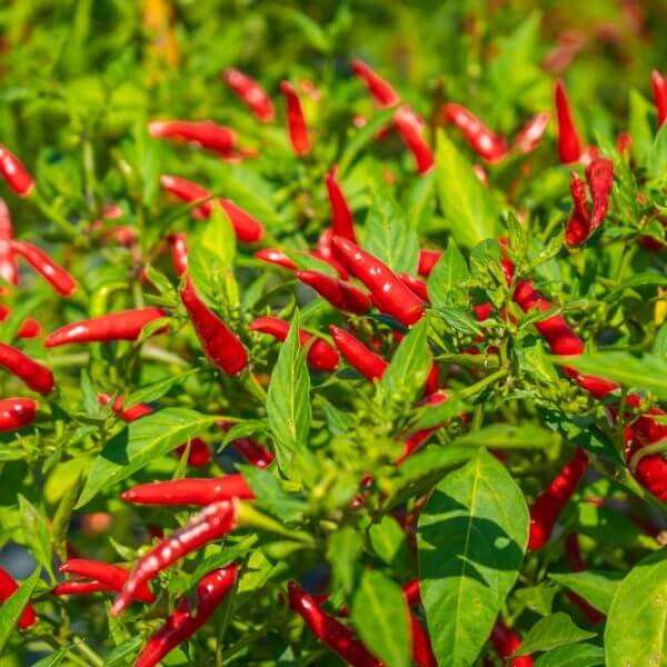 Close-up of the Chilli Pepper 5" Pot, featuring a healthy plant with many red chilli peppers nestled among bright green leaves.