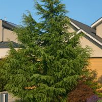 A tall evergreen tree with dense foliage stands in a landscaped front garden in front of a modern house under a clear blue sky.