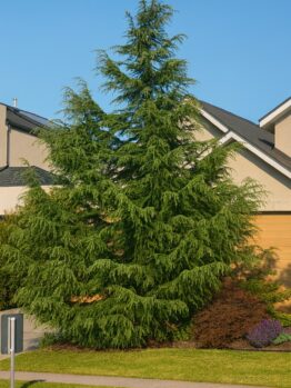 A tall evergreen tree with dense foliage stands in a landscaped front garden in front of a modern house under a clear blue sky.