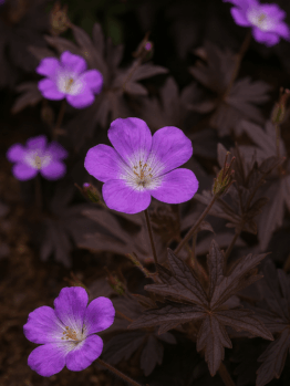 Geranium 'Savannah Tex Mex Merlot Sizzle' PBR blooms with five-petalled purple flowers among dark green leaves in a 15cm pot, with soil visible at the bottom left.