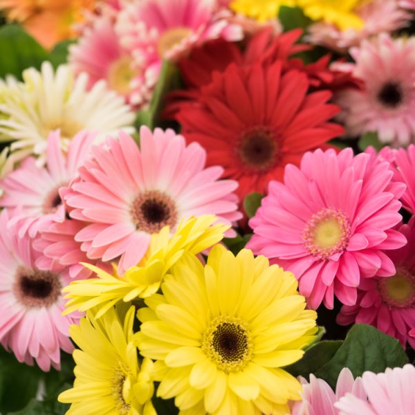 A close-up of vibrant Gerbera 'Assorted' blooms in a 15cm pot, showcasing yellow, pink, red, and white flowers with lush green leaves. Now available in the Growers Flash Sale!.