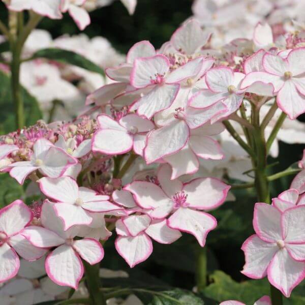 Hydrangea 'Trail Blazer™ White' 8" Pot displays clusters of white flowers edged in pink, highlighted by vibrant green foliage in the background.