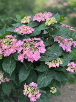 A Hydrangea 'Trail Blazer™ White' 8" Pot displays clusters of light pink blooms and large green leaves glistening with water droplets, set before a softly blurred green backdrop.