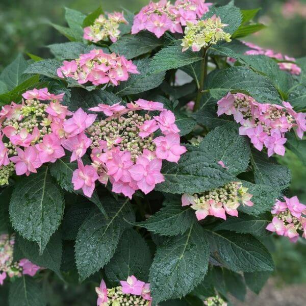 A Hydrangea 'Trail Blazer™ White' 8" Pot displays clusters of light pink blooms and large green leaves glistening with water droplets, set before a softly blurred green backdrop.