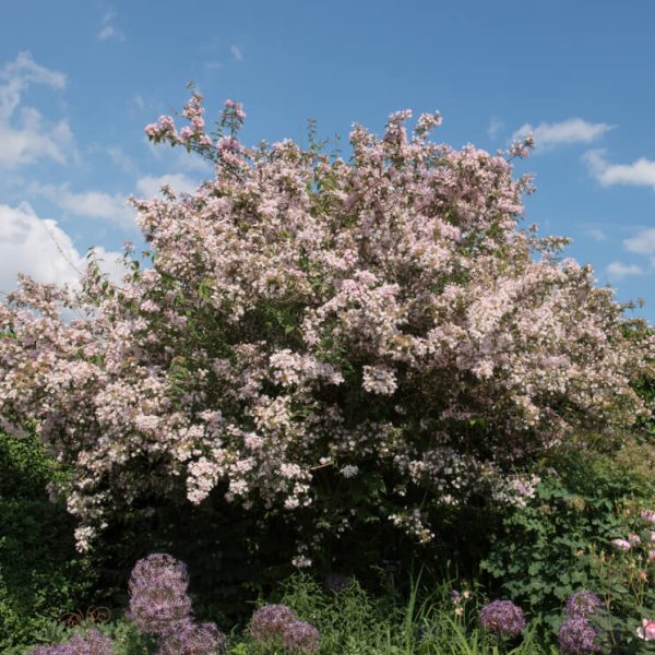 Kolkwitzia 'Pink Cloud' 8" Pot is a large deciduous shrub with abundant light pink blooms, ideal for brightening green hedges.
