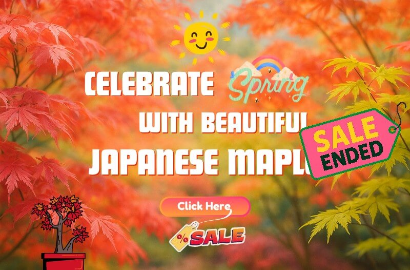 Colourful Japanese maple leaves and hydrangeas frame text announcing a spring sale that has ended, with bold sale tags and a "Click Here" button.