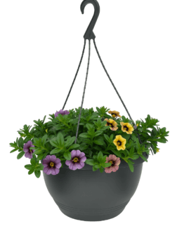 A black hanging planter with green foliage showcases Calibrachoa 'Mix Berry Bliss' 10" (Hanging Basket) flowers in vibrant purple, pink, and yellow shades, set against a white background.