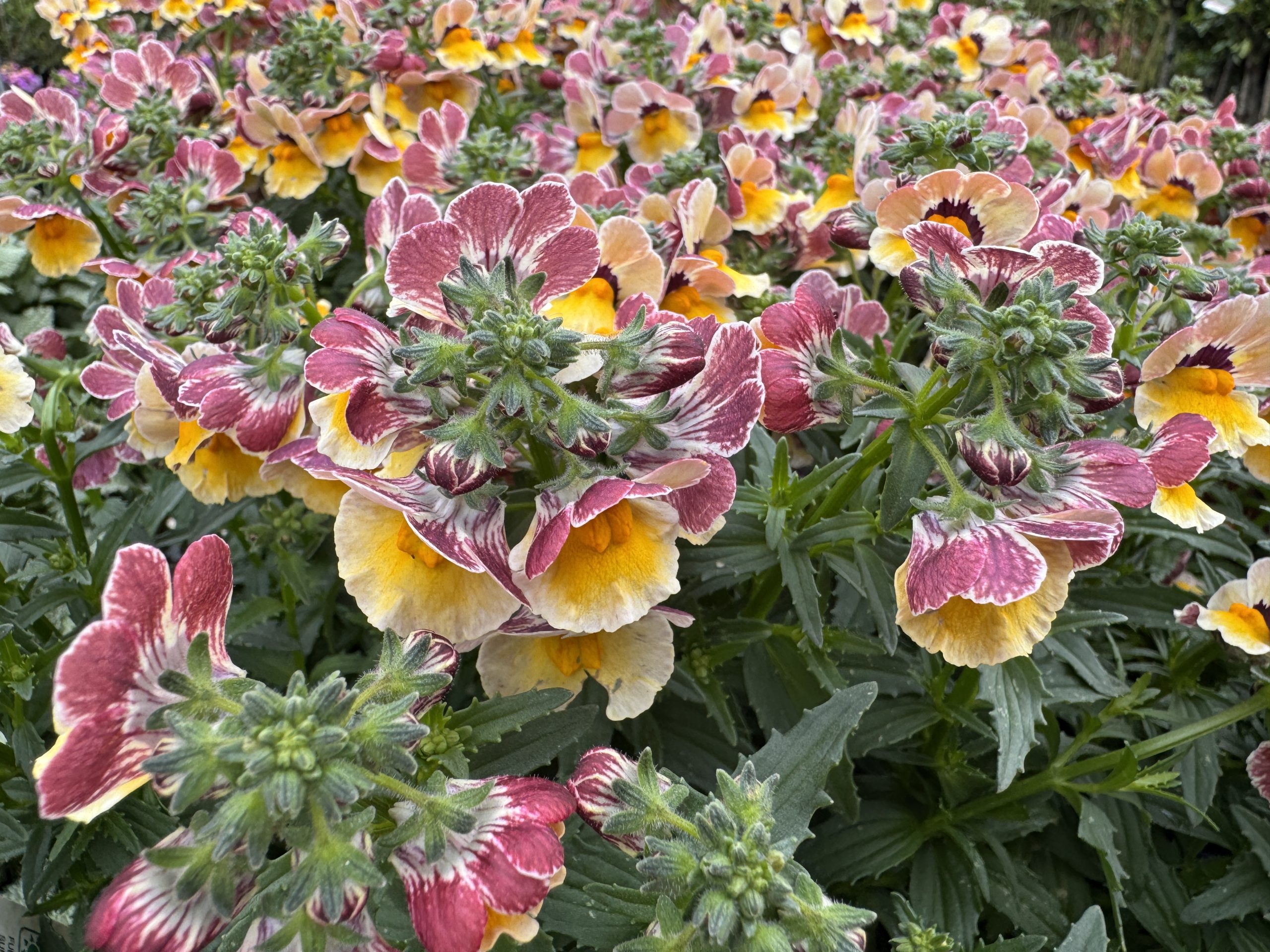 Clusters of flowers with yellow centres, white edges, and pinkish-red petals surrounded by green leaves fill the image.