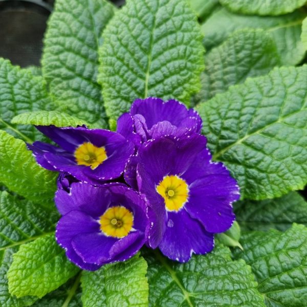 Close-up of vibrant purple primrose flowers with yellow centres surrounded by textured green leaves.