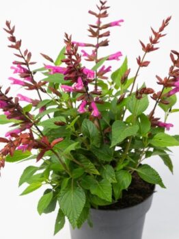 A potted plant with green leaves and multiple stems bearing clusters of tubular pink flowers, set against a plain white background.