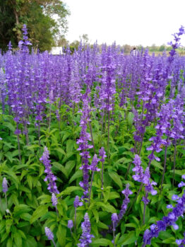 A large field of blooming purple lavender flowers with green foliage, trees, and distant people visible in the background.