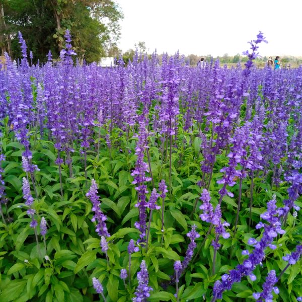 A large field of blooming purple lavender flowers with green foliage, trees, and distant people visible in the background.