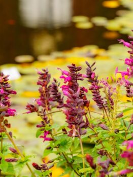 Purple and pink flowers with green leaves in the foreground; blurred pond with yellow waterlilies in the background.