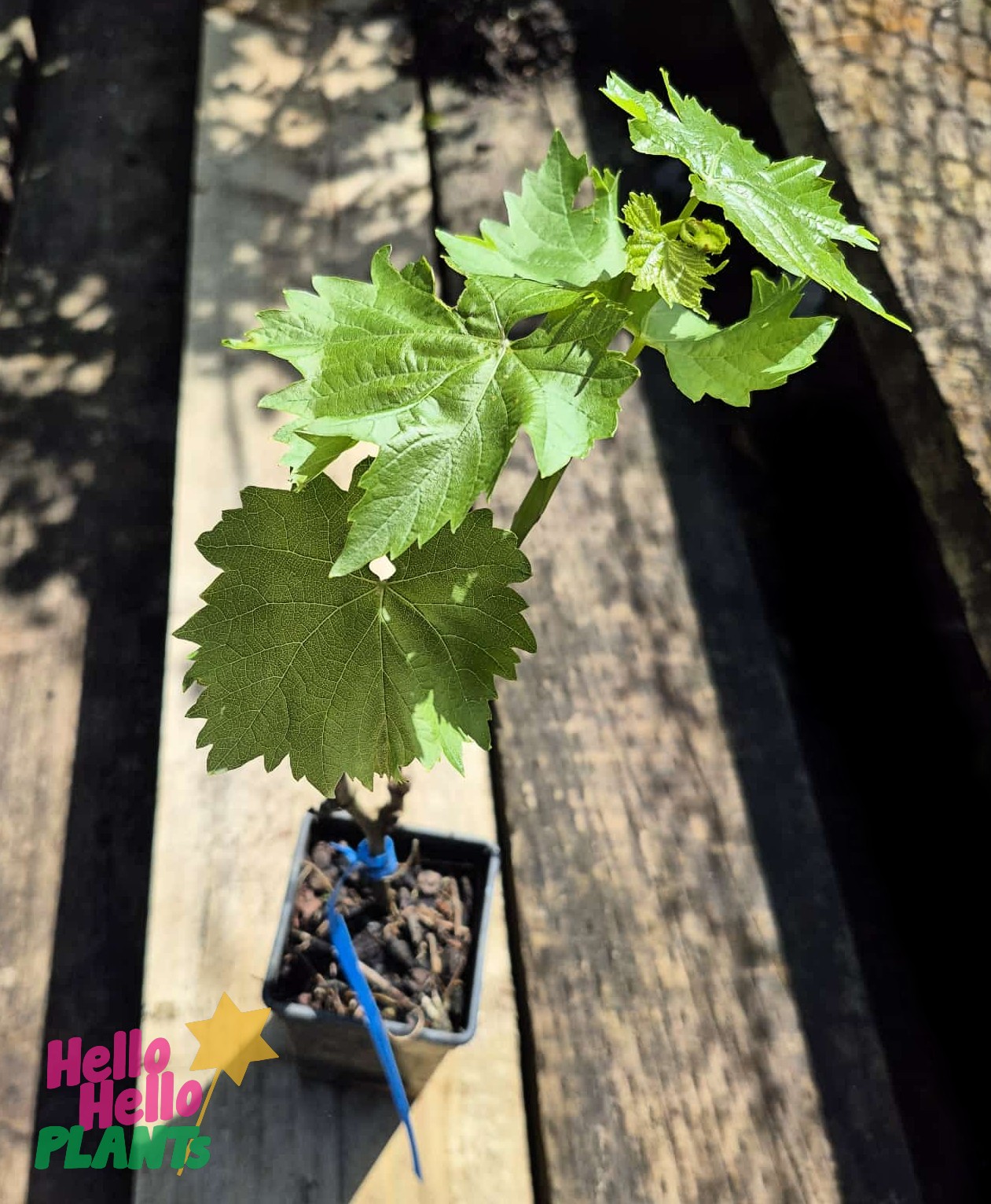 A Vitis 'Sultana' Table Grape 2L vine in a small black pot sits on a wooden surface in sunlight, with the Hello Hello Plants logo in the bottom left corner.