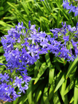 Agapanthus 'Star Dust' 15cm Pot features clusters of vibrant purple blooms amid lush green foliage, creating a striking display.