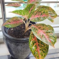 An Aglaonema 'Night Sparkle' houseplant with pink and yellow variegated green leaves is displayed in a 5" pot on a tiled floor near a metal railing.