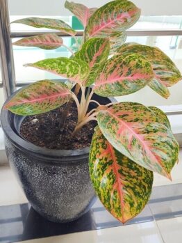 An Aglaonema 'Night Sparkle' houseplant with pink and yellow variegated green leaves is displayed in a 5" pot on a tiled floor near a metal railing.