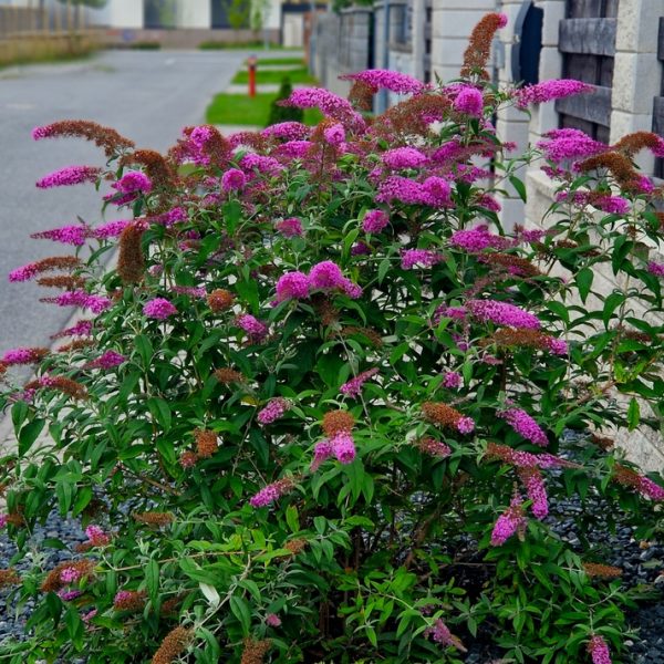 A bush with clusters of vibrant purple flowers grows beside a stone building along a residential road.