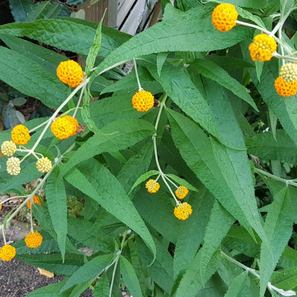 Green plant with elongated leaves and clusters of small, round, yellow-orange flower buds growing along its stems.