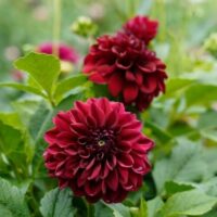Dahlia 'Burgundy' 6" Pot