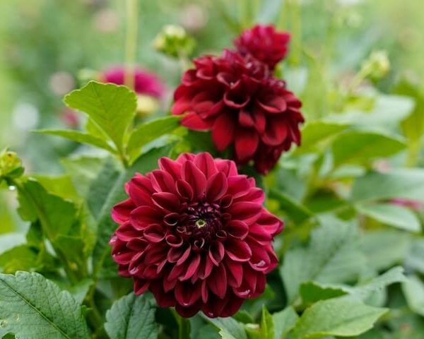Dahlia 'Burgundy' 6" Pot