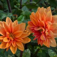 Dahlia 'Orange' 6" Pot