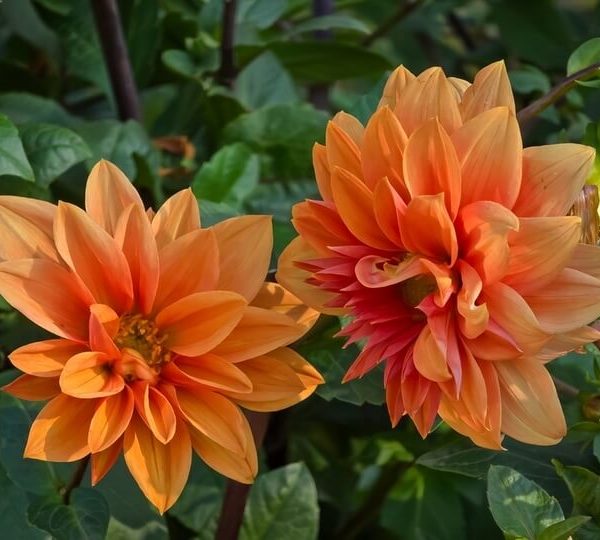 Dahlia 'Orange' 6" Pot