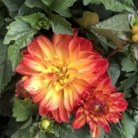 Dahlia 'Tequila Sunrise' 6" Pot