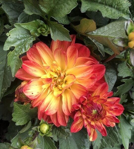 Dahlia 'Tequila Sunrise' 6" Pot