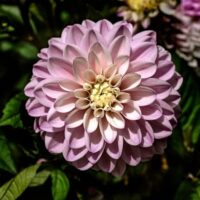 Dahlia 'Vintage' 6" Pot