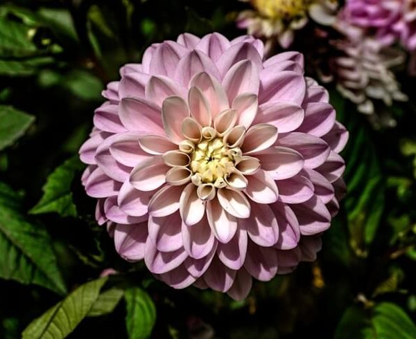 Dahlia 'Vintage' 6" Pot