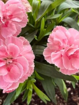 A group of pink flowers, featuring the Dianthus Oscar 'Pink' Carnation 15cm Pot (Copy), creates a cheerful and charming display.