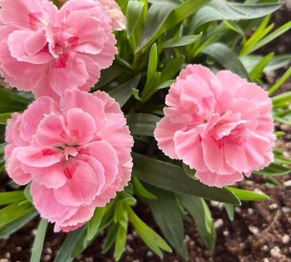 A group of pink flowers, featuring the Dianthus Oscar 'Pink' Carnation 15cm Pot (Copy), creates a cheerful and charming display.