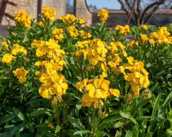 Cheiranthus 'Super Bedder Mix' Wallflower blooms in yellow hues flourish among green foliage in a sunlit garden, grown from a 10cm pot.