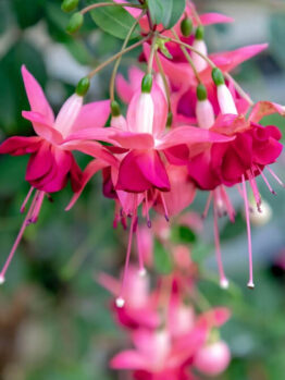Fuchsia 'Fairytales Alexis' 10" Hanging Basket features a cascade of pink and magenta blooms on green stems, perfect for adding vibrant colour to your space.