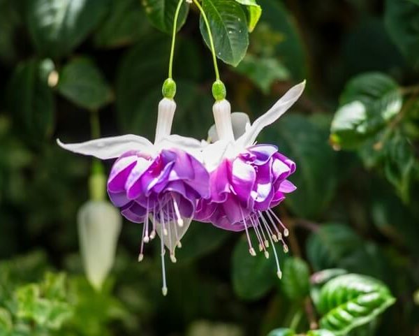 Two purple and white Fuchsia 'Fairytale April' blooms hang gracefully from green stems in a 10" hanging basket, with lush leaves and soft greenery in the background.