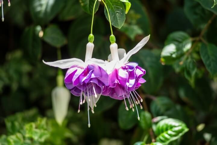 Two purple and white Fuchsia 'Fairytale April' blooms hang gracefully from green stems in a 10" hanging basket, with lush leaves and soft greenery in the background.