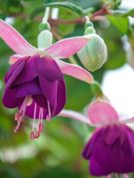 Close-up of Fuchsia Fuchsita® 'Red White' flowers and buds hanging from leafy green stems, perfect for brightening up any space in a 10" hanging basket.
