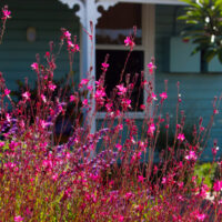 Gaura 'Dark Pink' 6" Pot